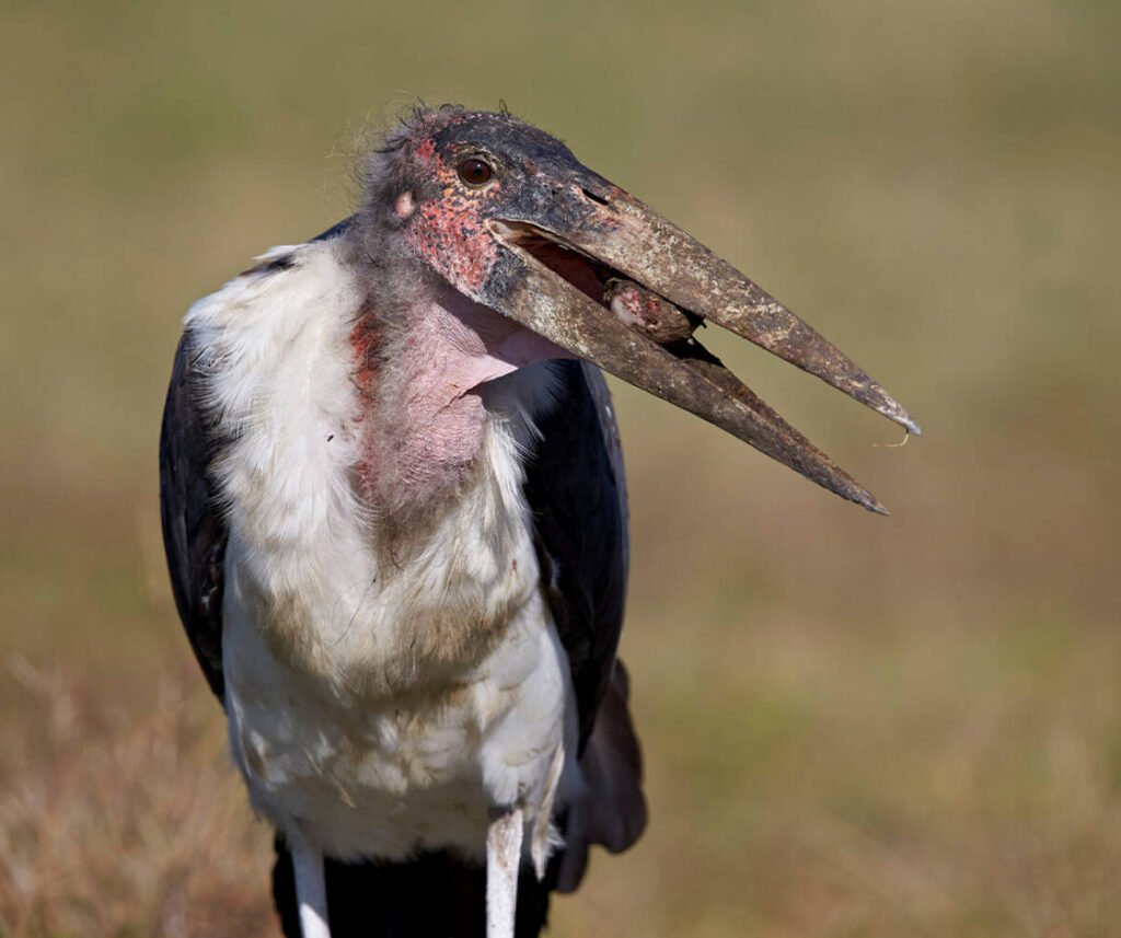 facts about the Marabou Stork