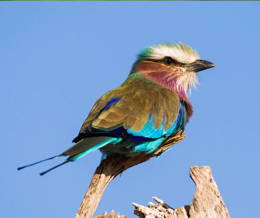 Lilac Breasted Roller perched on branch