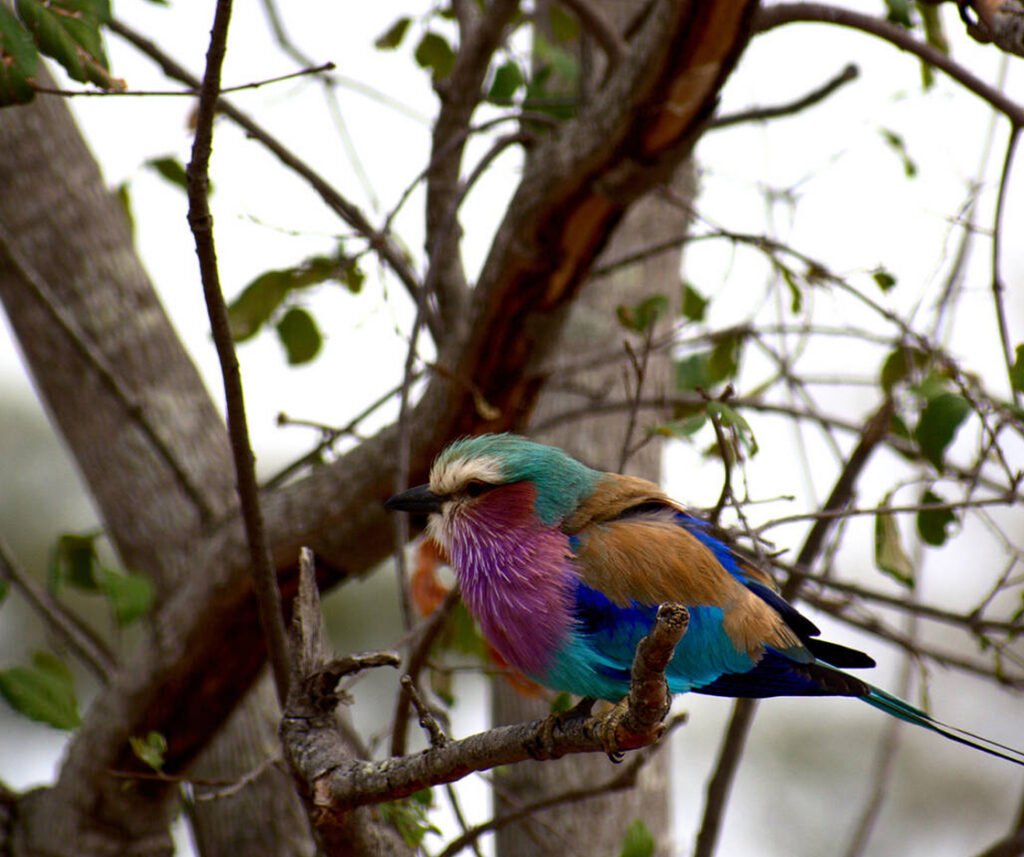 Lilac Breasted Roller