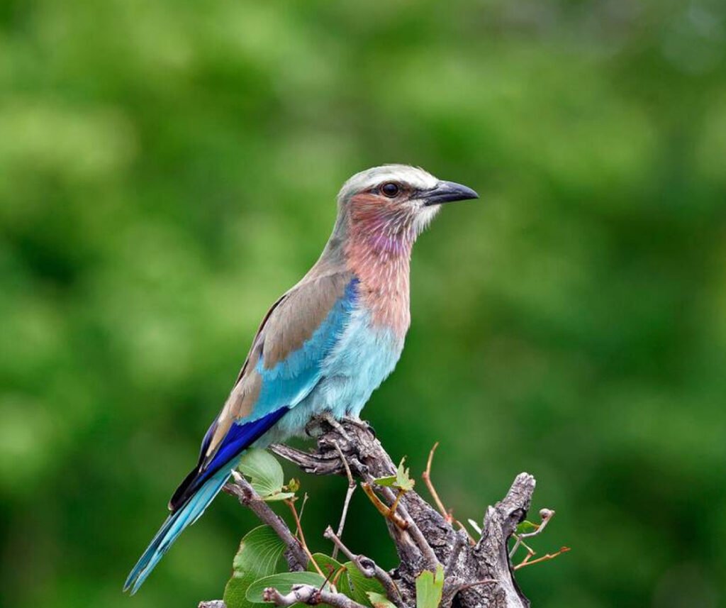 Lilac breasted roller 