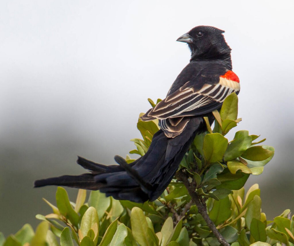 facts about the Jackson’s Widowbird