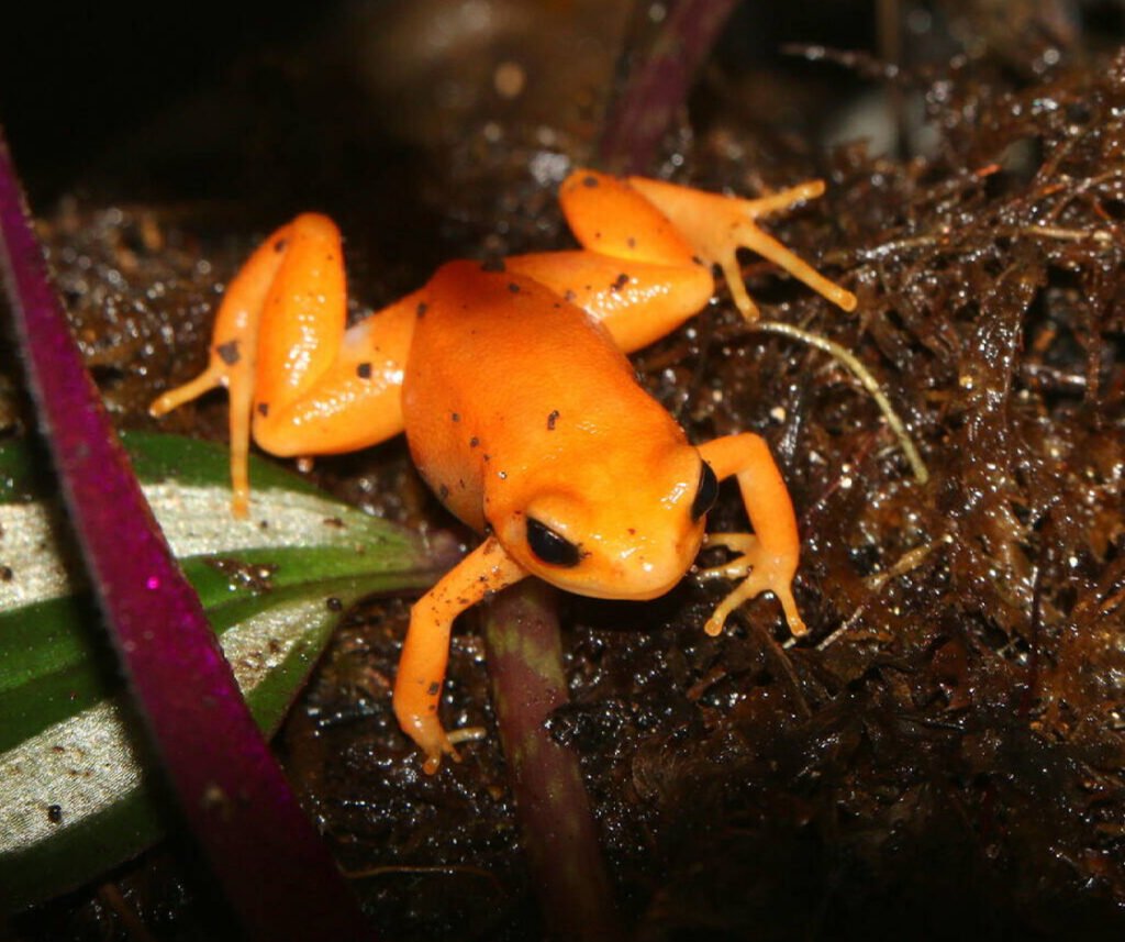 facts about the Tomato Frog