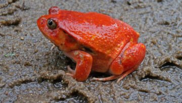 facts about the Tomato Frog
