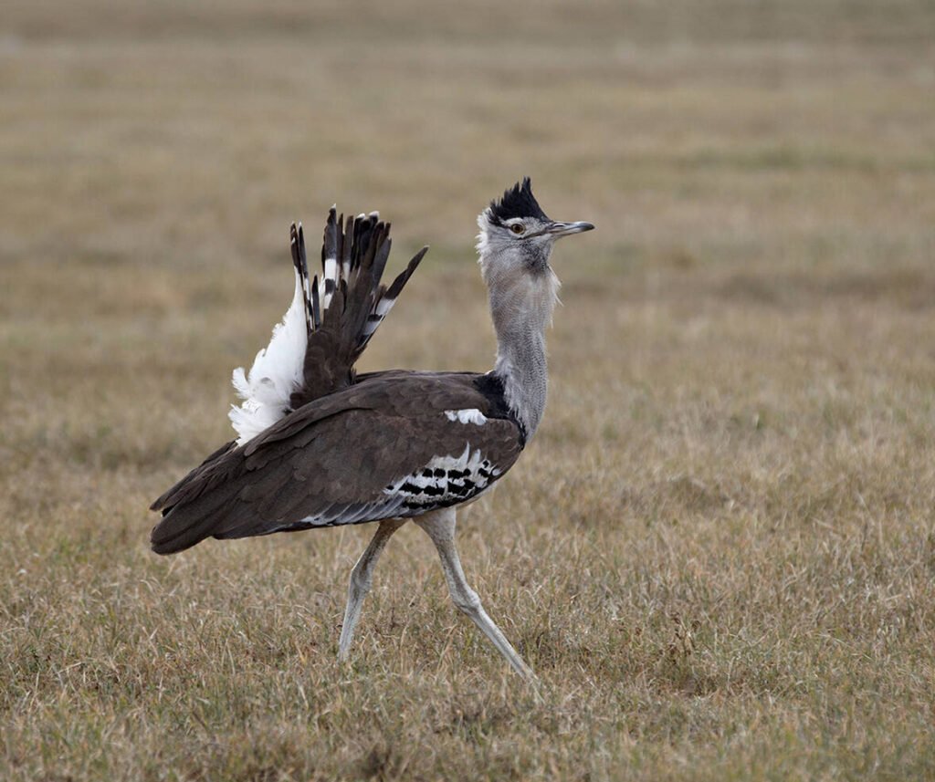facts about the Kori Bustard
