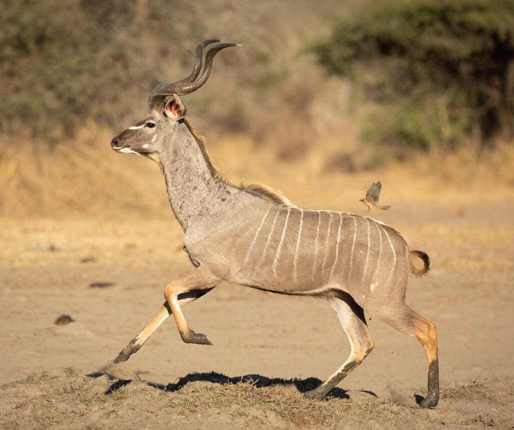 facts about the greater kudu