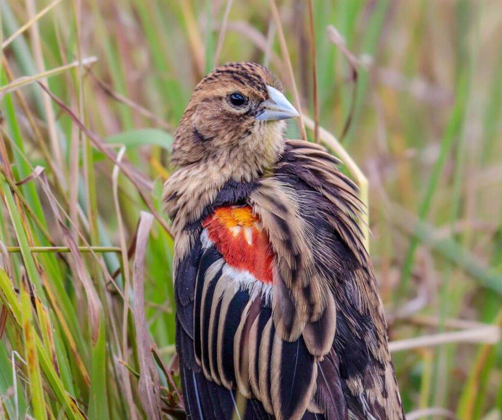 facts about the Jackson’s Widowbird