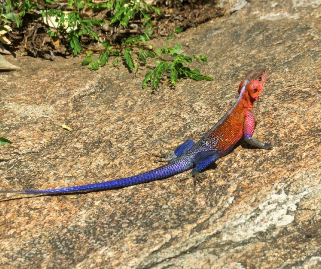 facts about the Mwanza Flat-headed Rock Agama