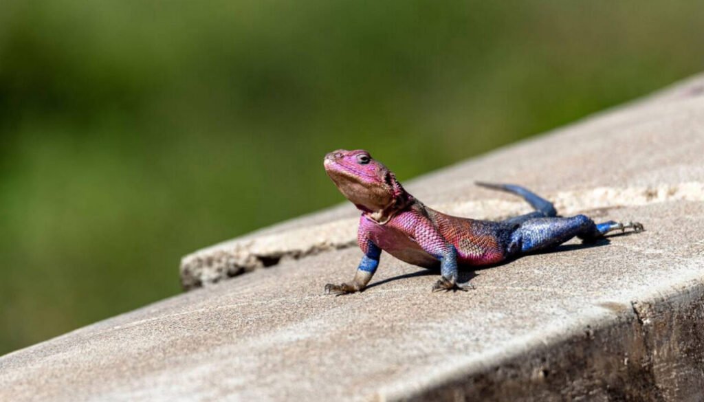 facts about the Mwanza Flat-headed Rock Agama