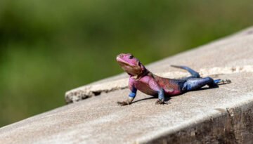 facts about the Mwanza Flat-headed Rock Agama