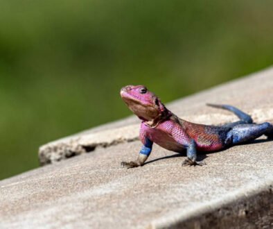 facts about the Mwanza Flat-headed Rock Agama