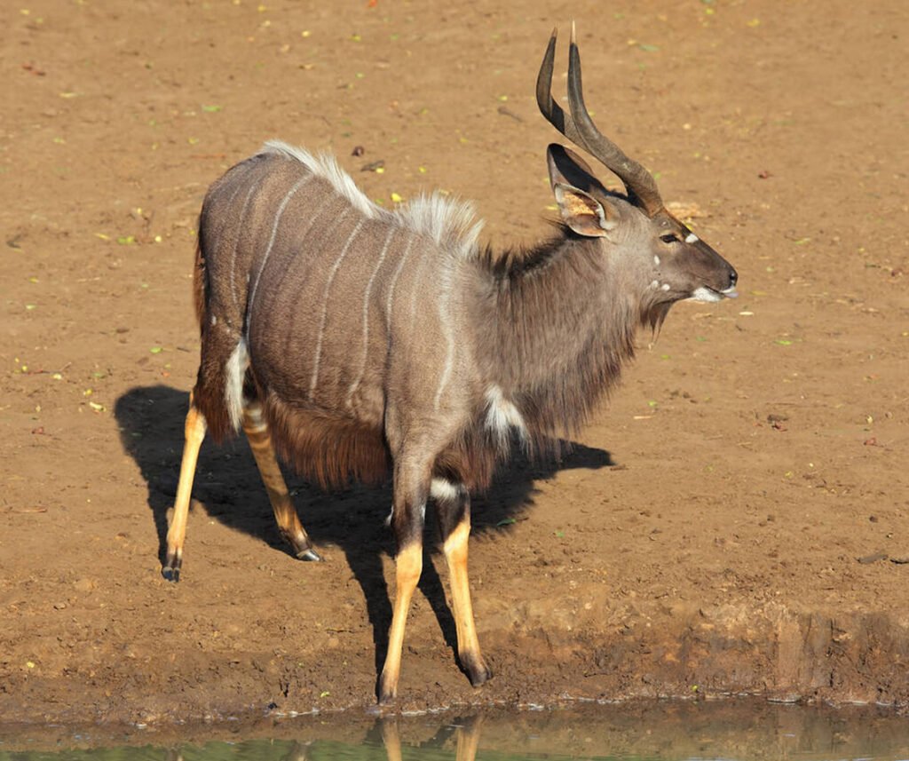facts about the nyala