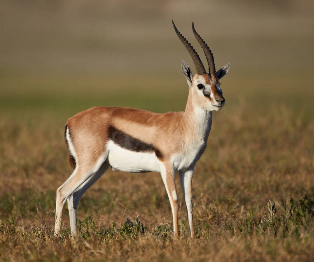 facts about the thomson's gazelle