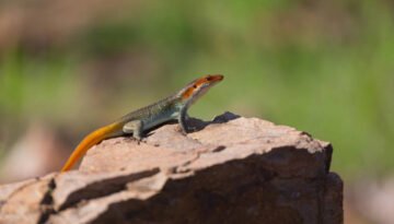 facts about the Rainbow Skink