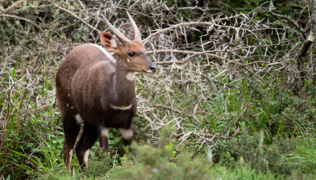 facts about the bushbuck