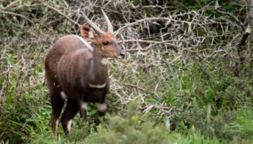 facts about the bushbuck