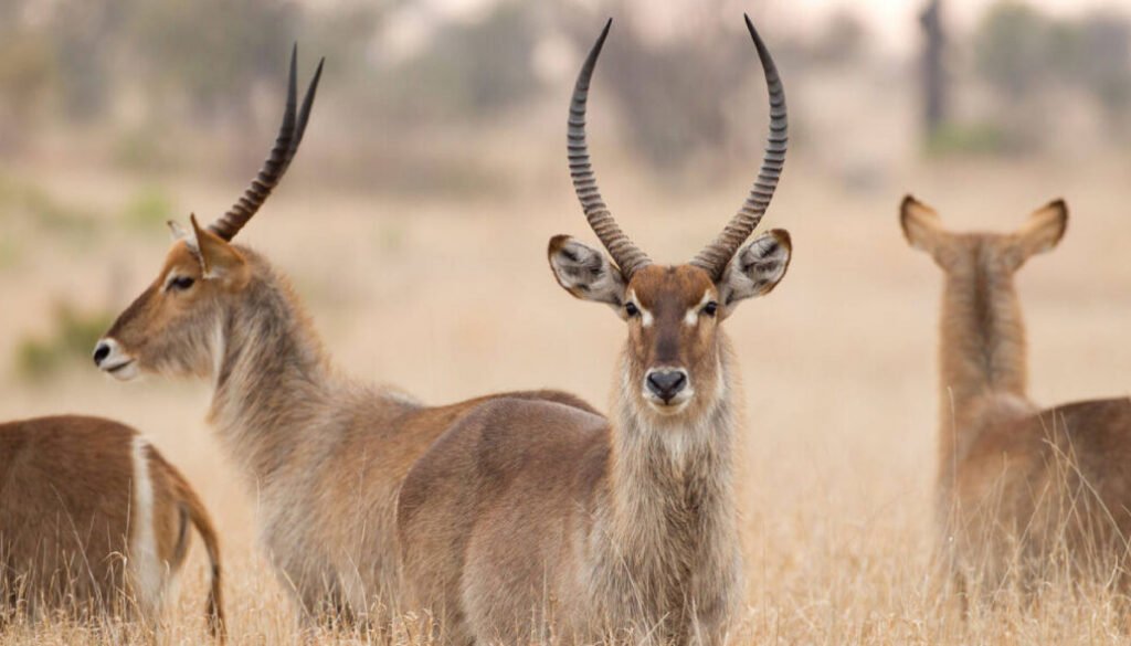 facts about the waterbuck