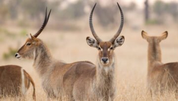 facts about the waterbuck