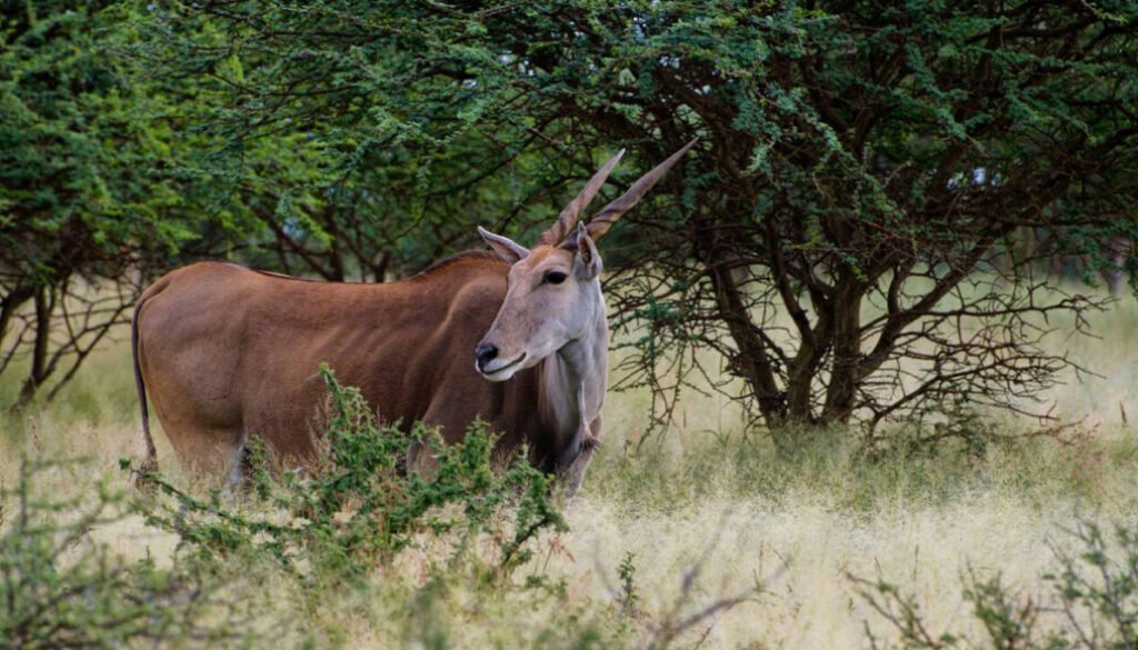 facts about the common eland