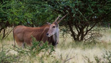 facts about the common eland
