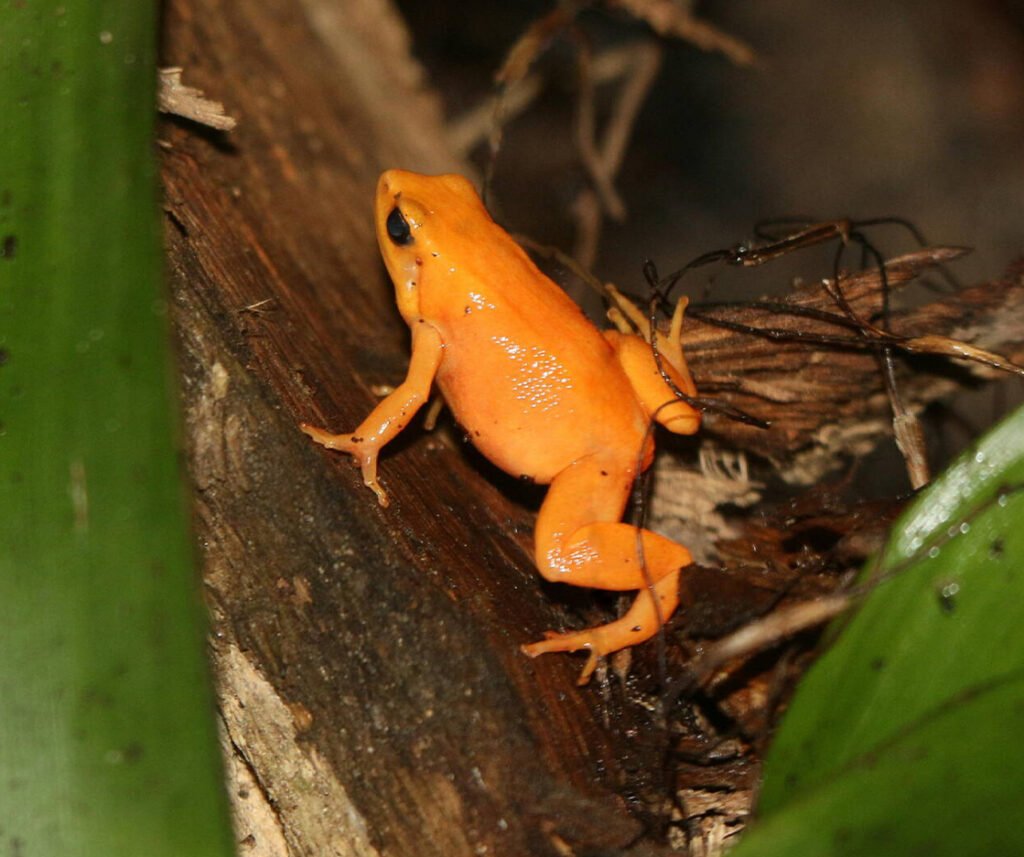 facts about the Tomato Frog