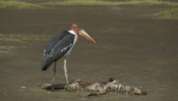 Marabou Stork Feeding on young Zebra
