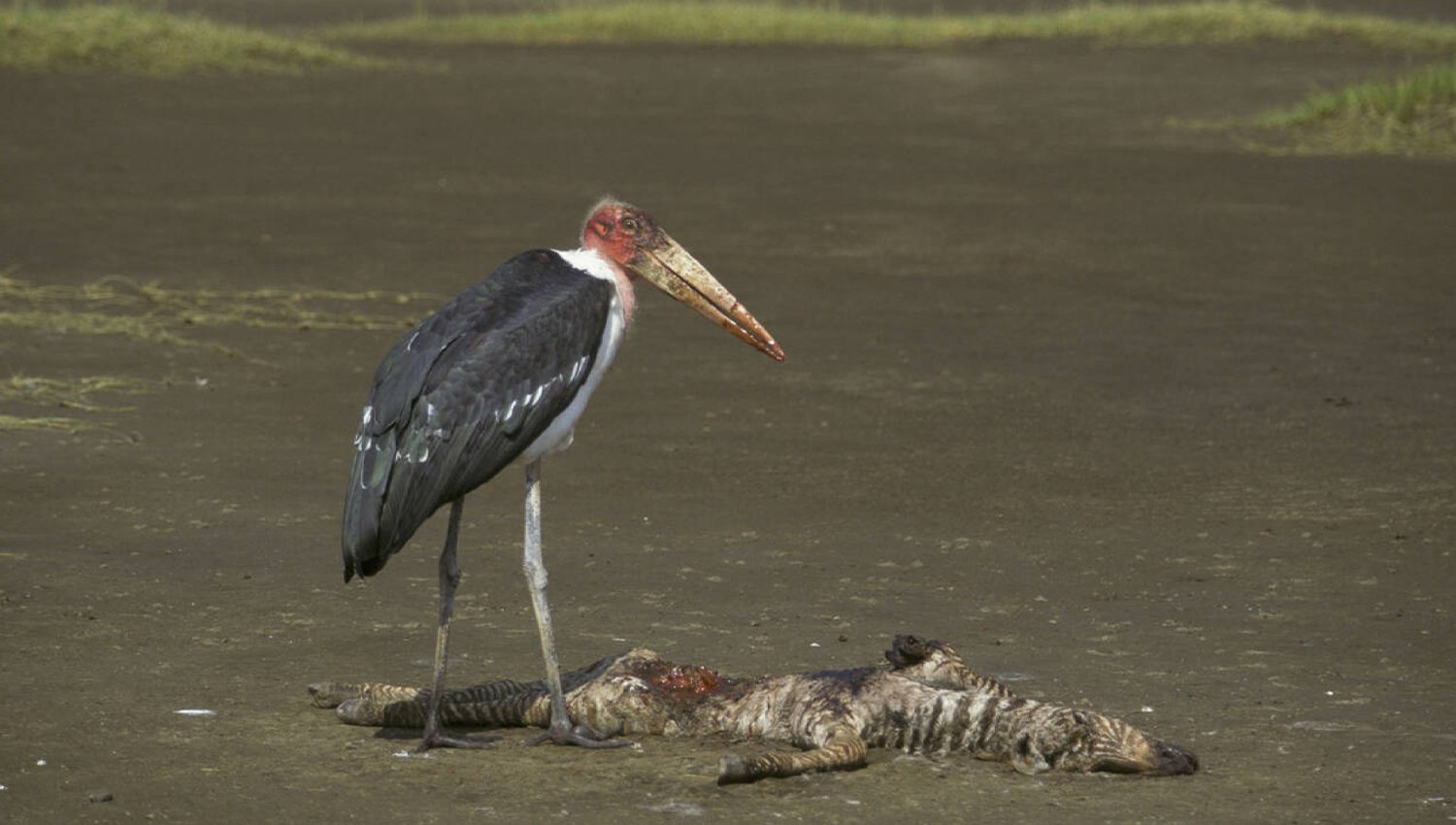 Marabou Stork Feeding on young Zebra