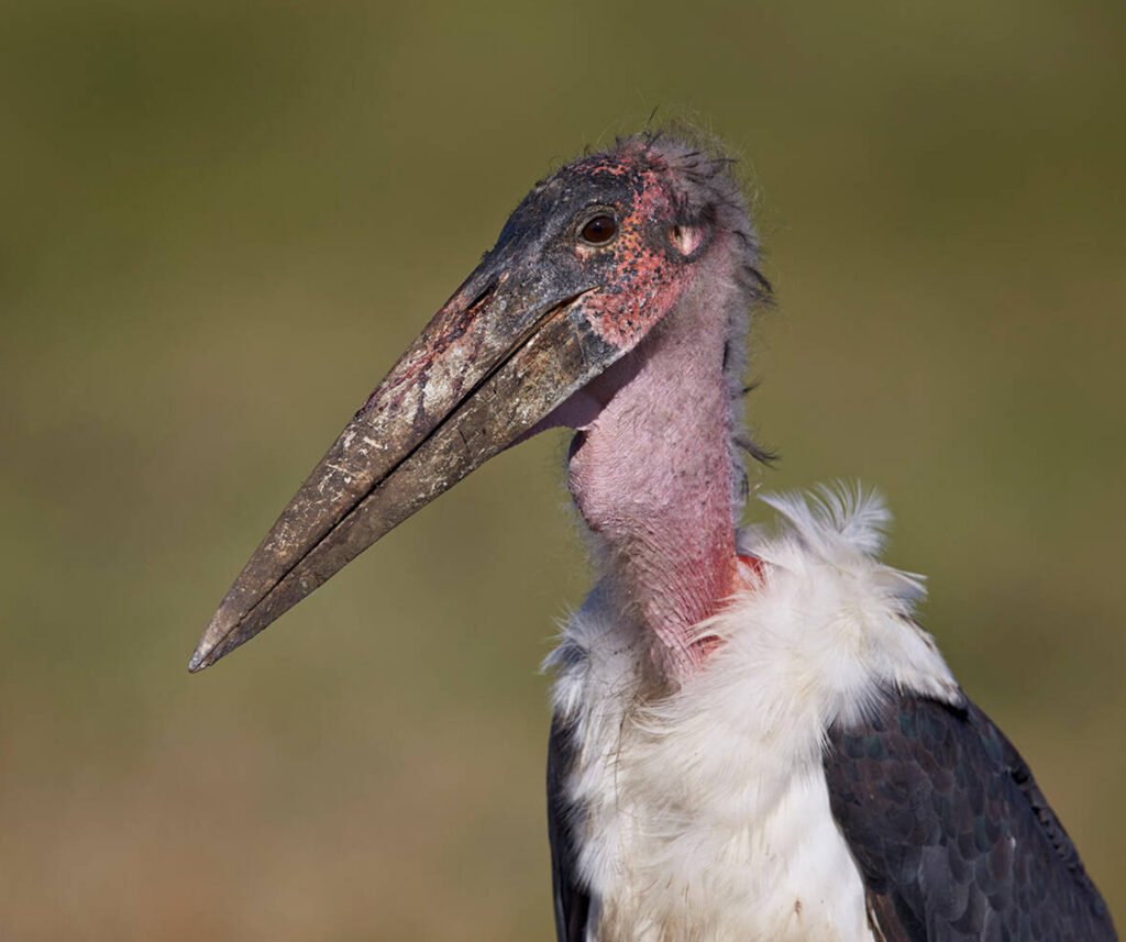 facts about the Marabou Stork