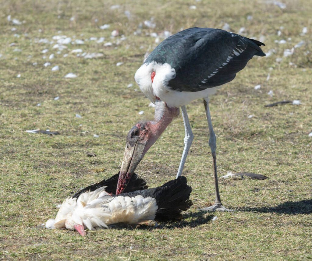 facts about the Marabou Stork