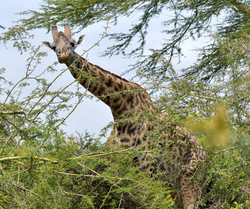 Facts about Masai giraffe
