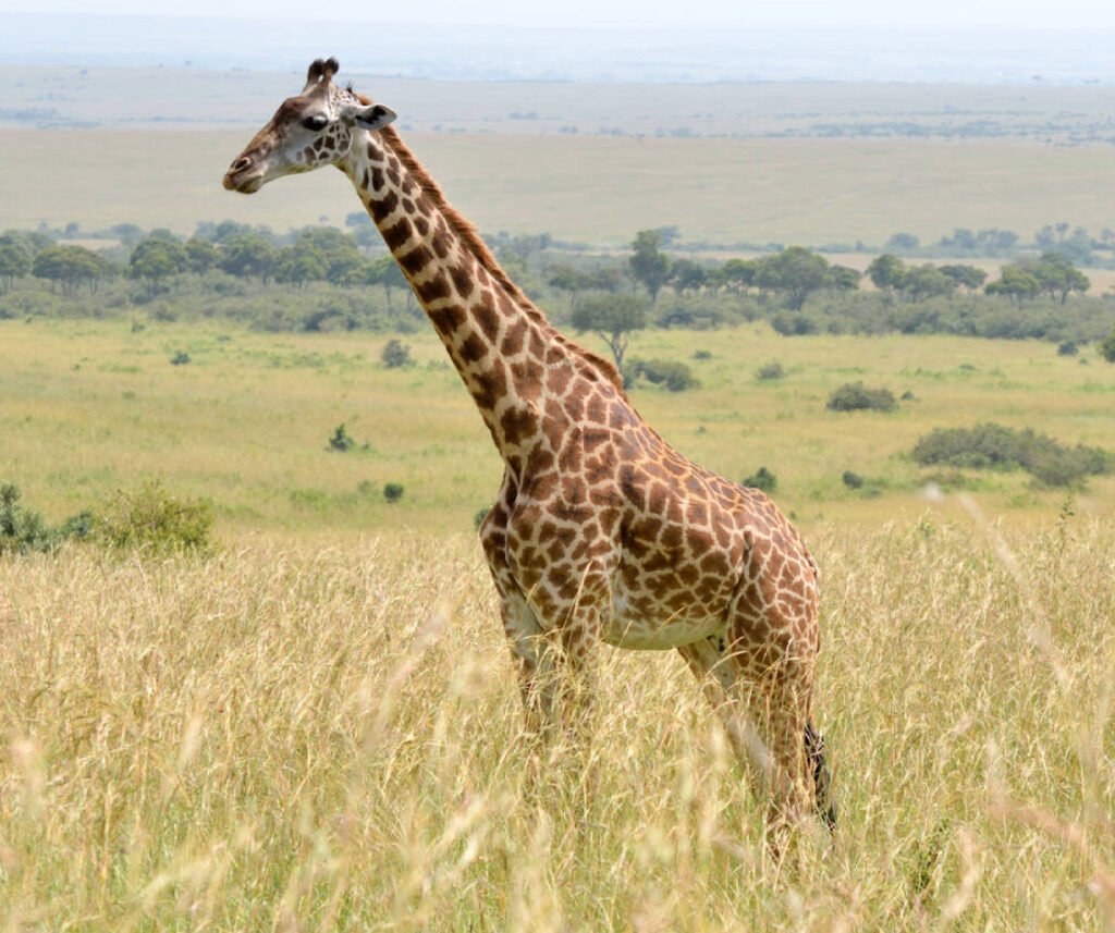 Facts about Masai giraffe