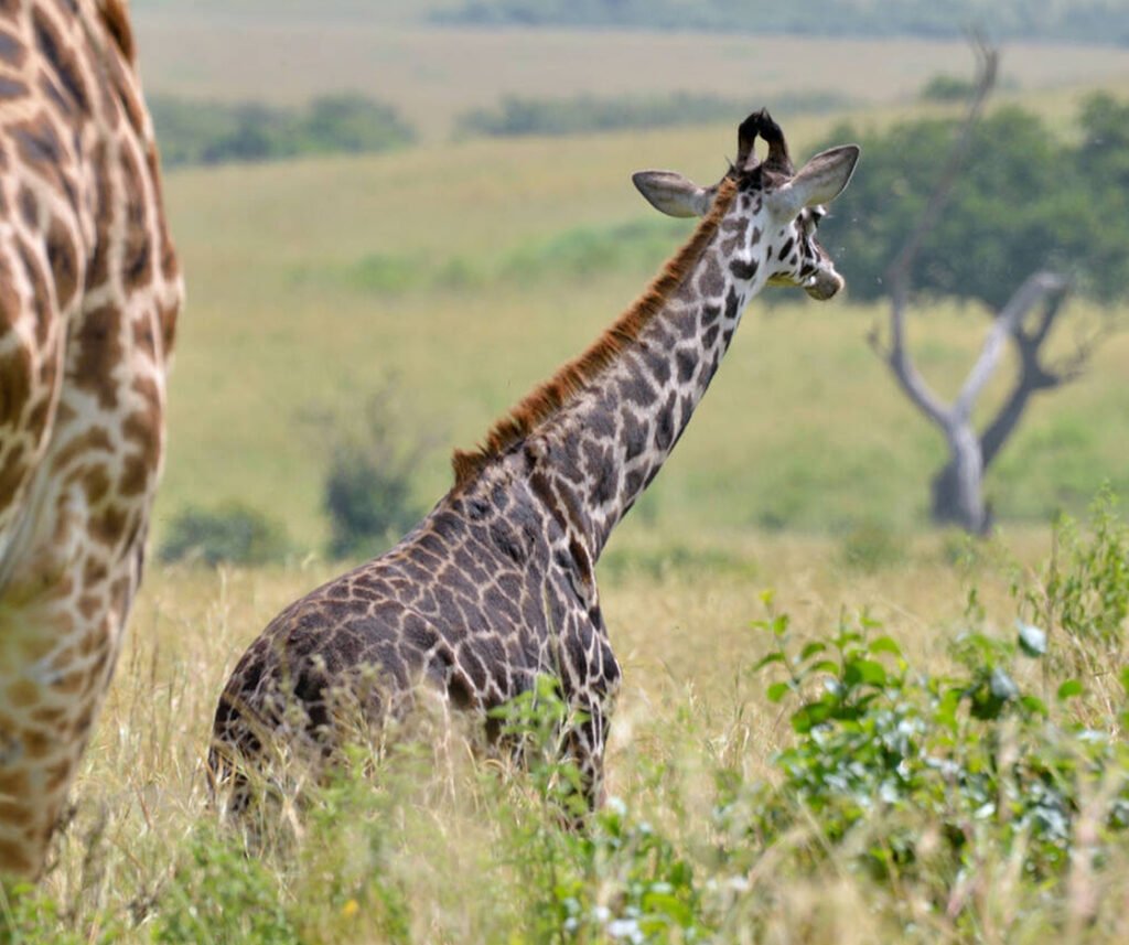 Facts about Masai giraffe