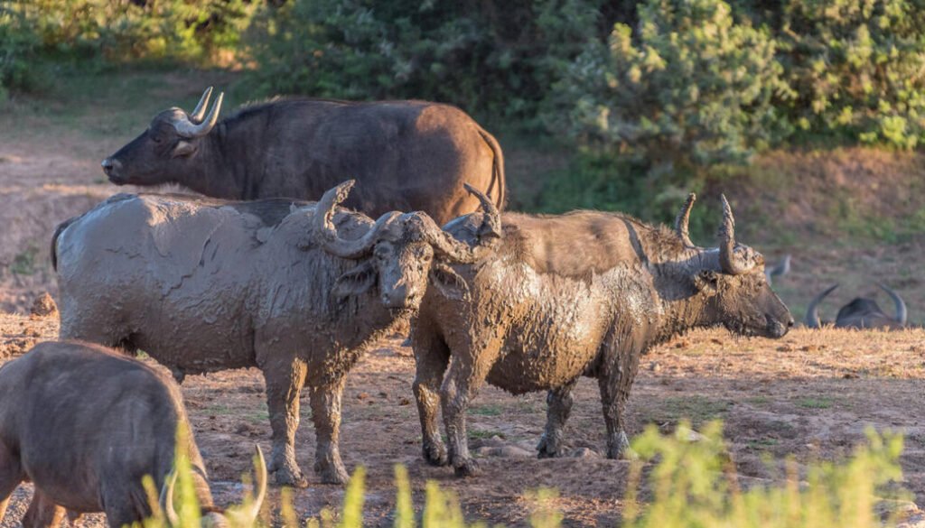 Cape buffalo facts