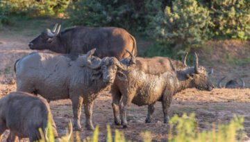 Cape buffalo facts