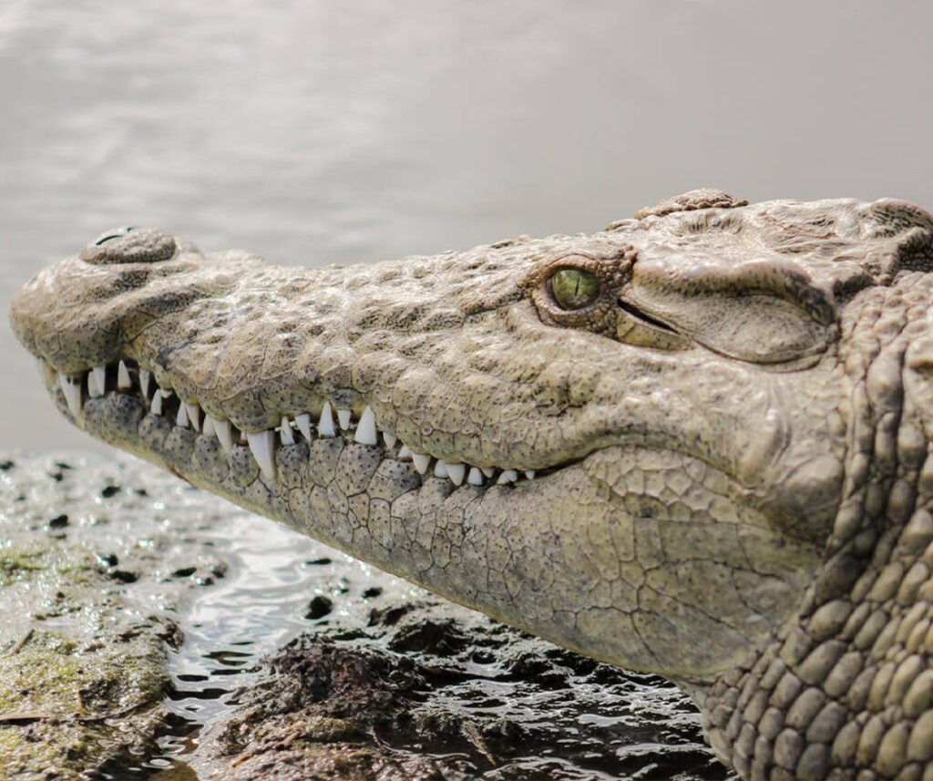 facts about the Nile Crocodile