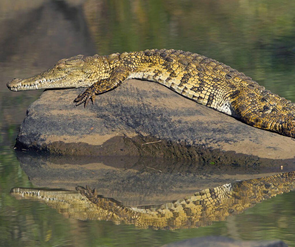 facts about the Nile Crocodile