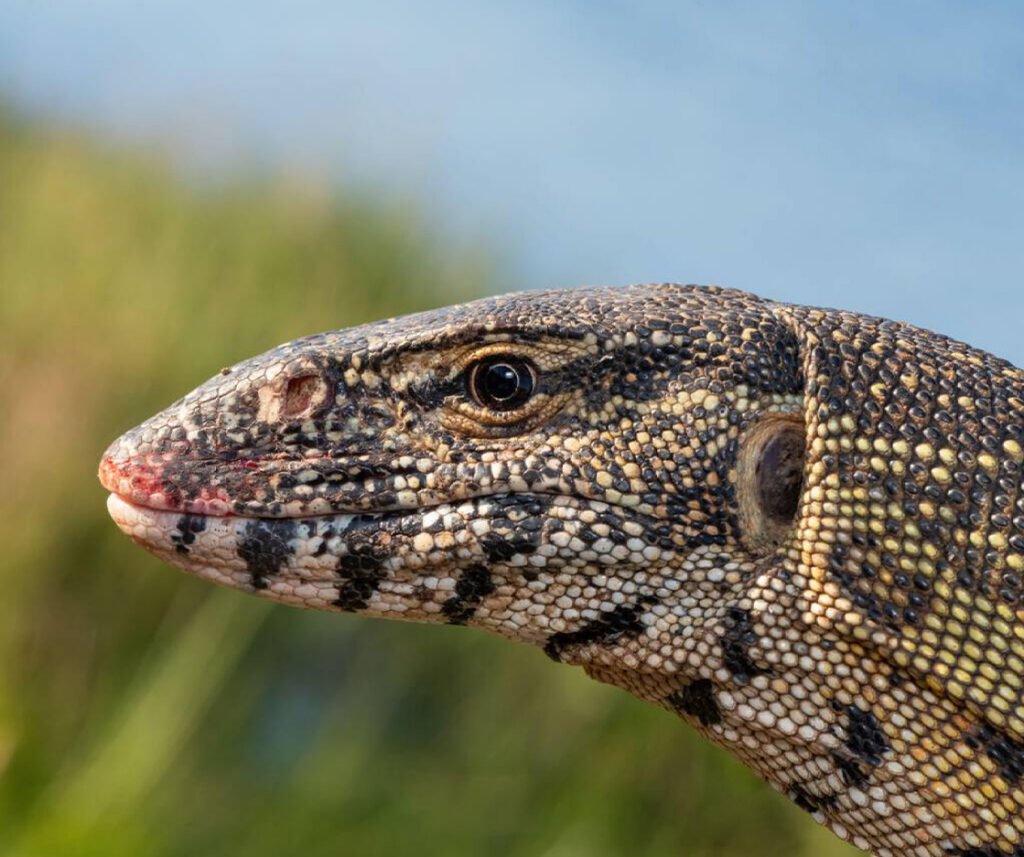 facts about the Nile Monitor