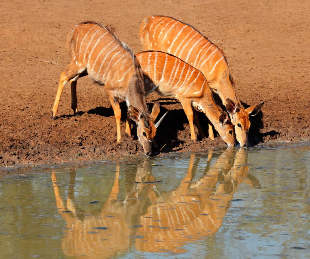 facts about the nyala