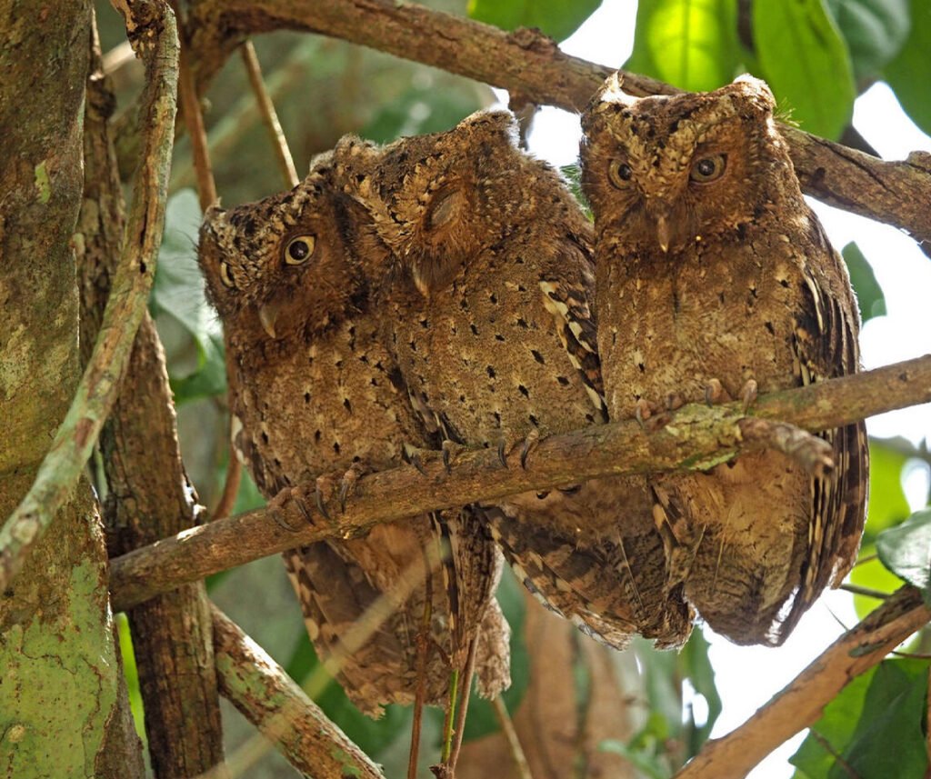 facts about the Sokoke Scops Owl