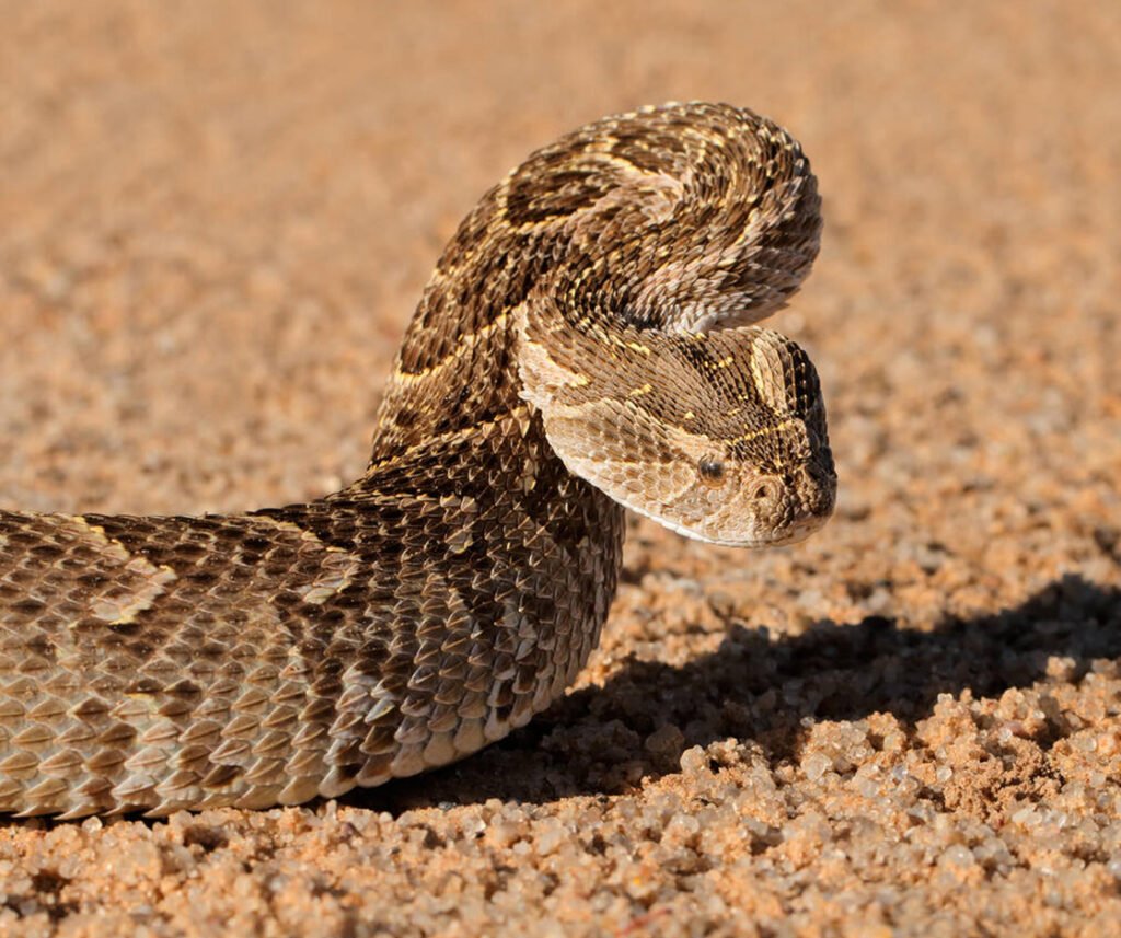 facts about the Puff Adder
