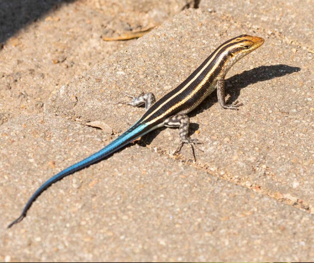 facts about the Rainbow Skink