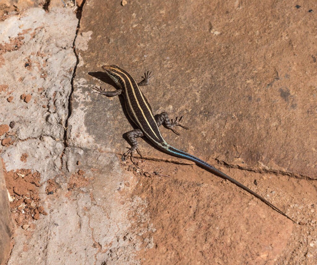 facts about the Rainbow Skink