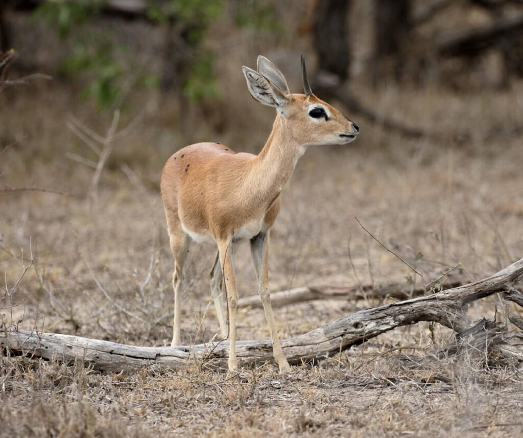 facts about the steenbok