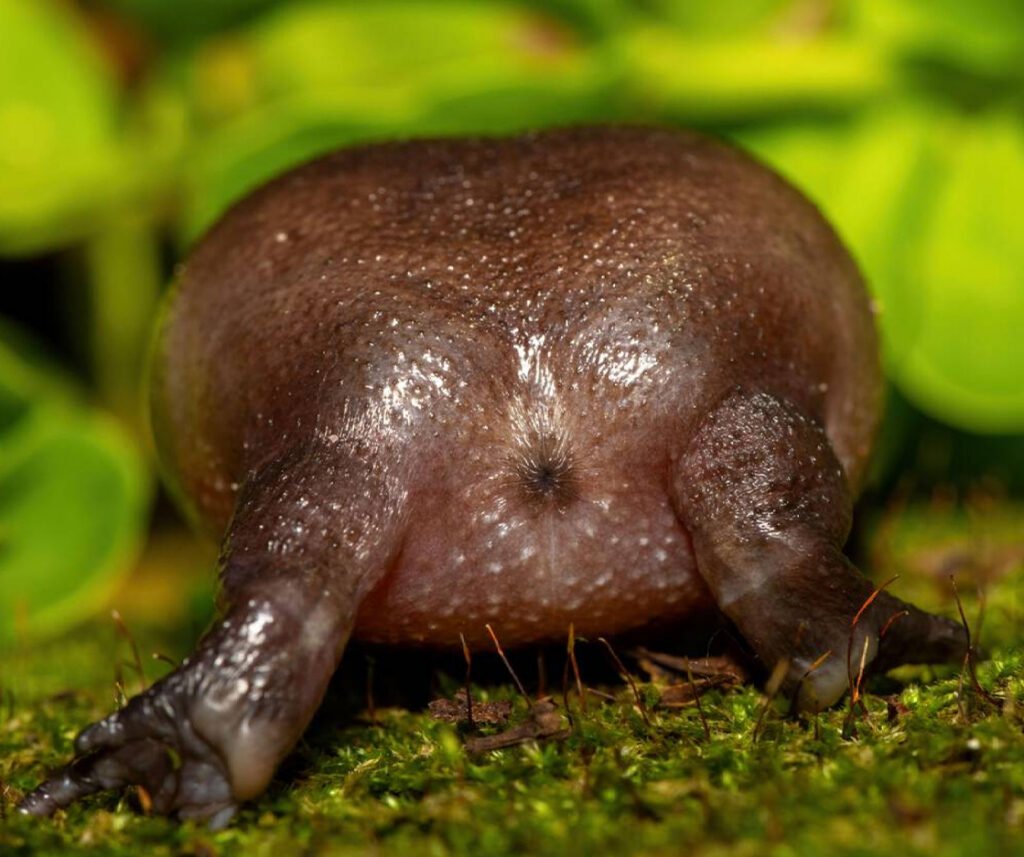 facts about the Black Rain Frog