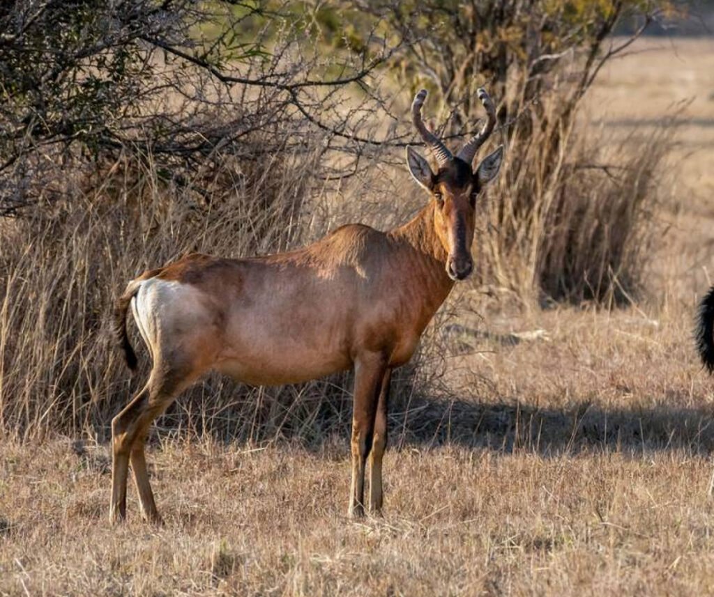 facts about the hartebeest