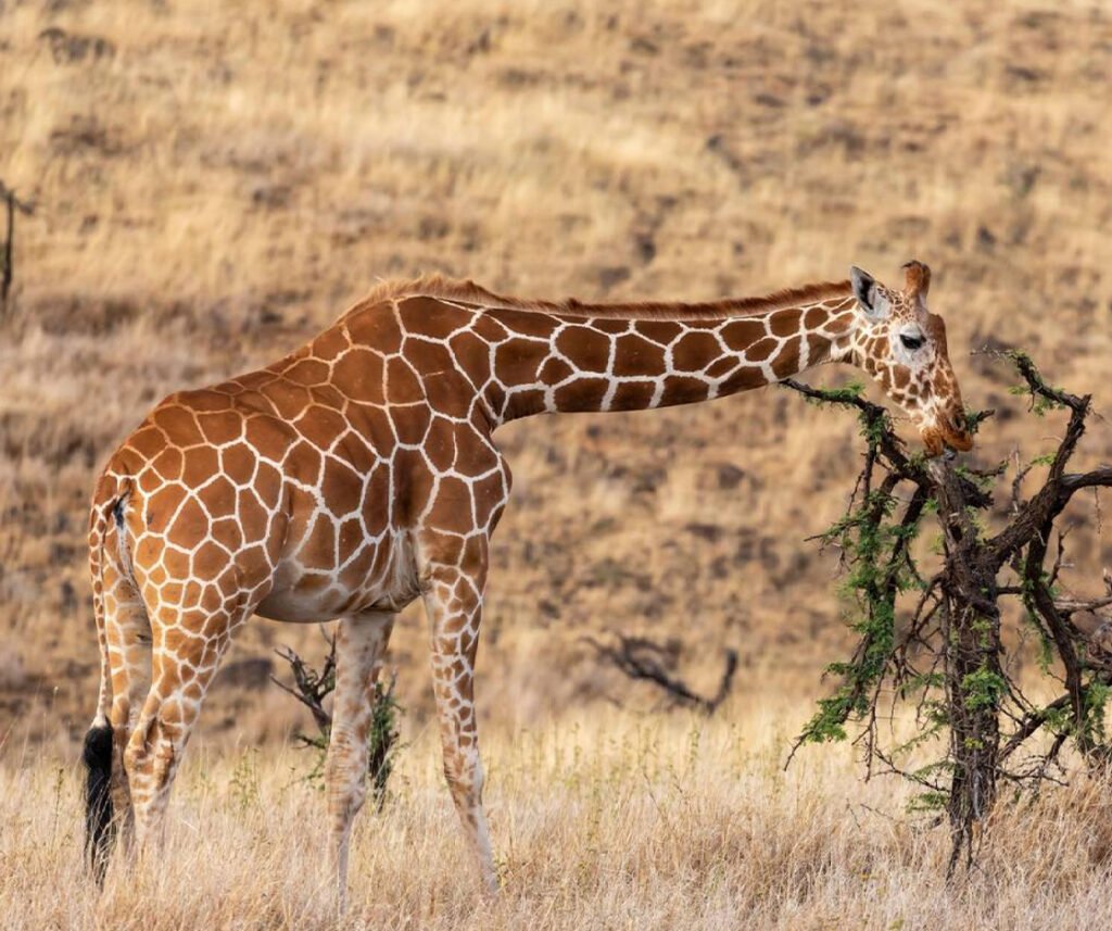 facts about the reticulated giraffe