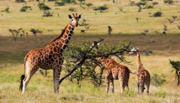 Reticulated Giraffe grazing.Kenya