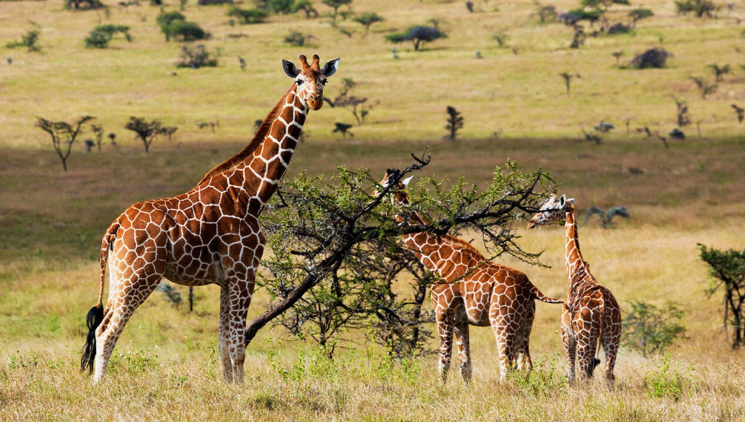 Reticulated Giraffe grazing.Kenya