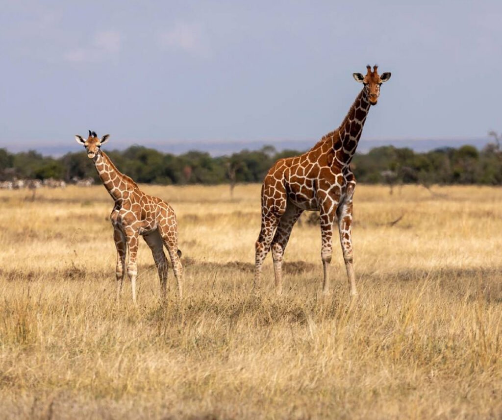 facts about the reticulated giraffe