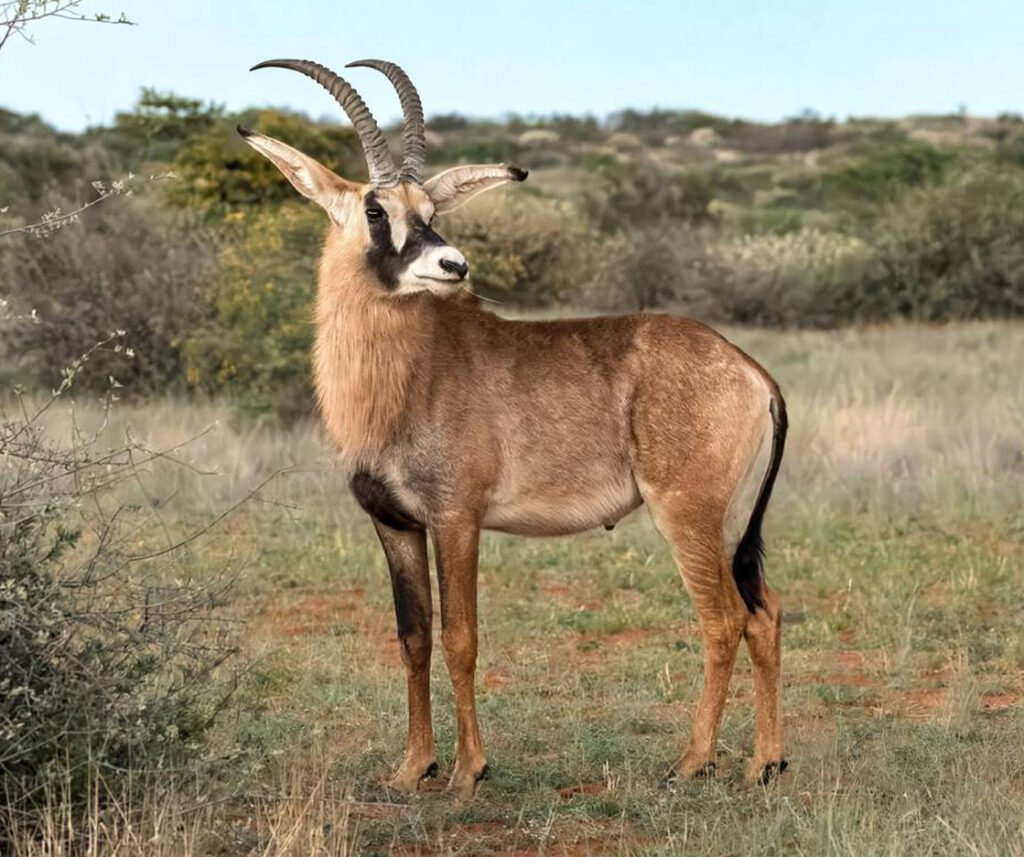 facts about the roan