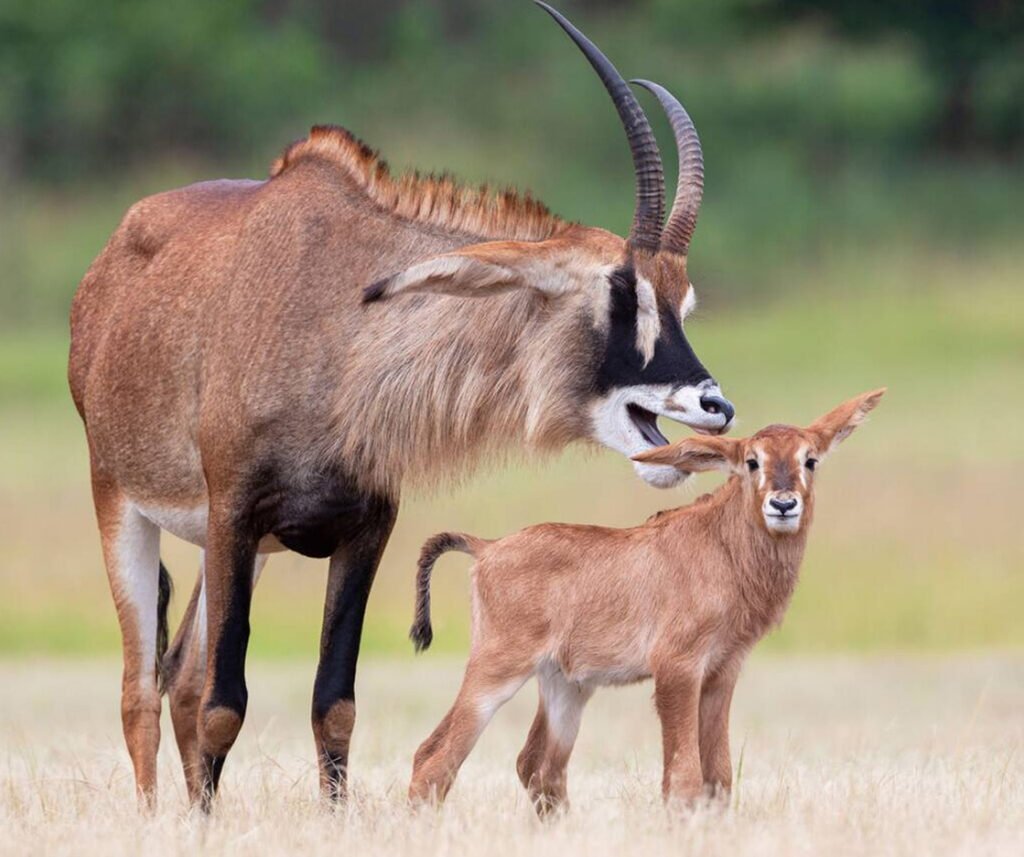 facts about the roan